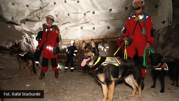 Trening ratownikw GOPR i psw ratowniczych w Kopalni Soli 