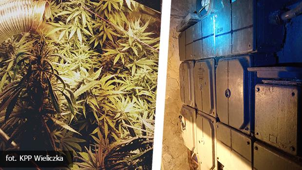 Gmina Wieliczka. Zakca cisz nocn - zosta zatrzymany za upraw konopi indyjskich i kradzie prdu.