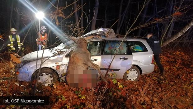 Samochód osobowy zderzył się w Niepołomicach z jeleniem – cztery osoby trafiły do szpitala