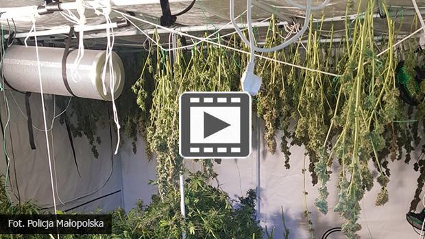 Gmina Wieliczka. Policja zlikwidowaa domow plantacj – zabezpieczono prawie 15 kg suszu marihuany.
