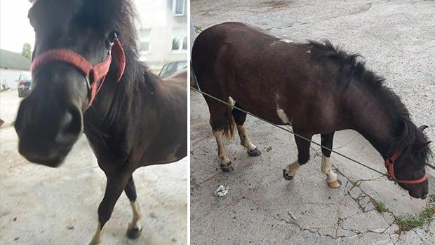 Kucyk odnaleziony. Karmen wrcia ju do domu.