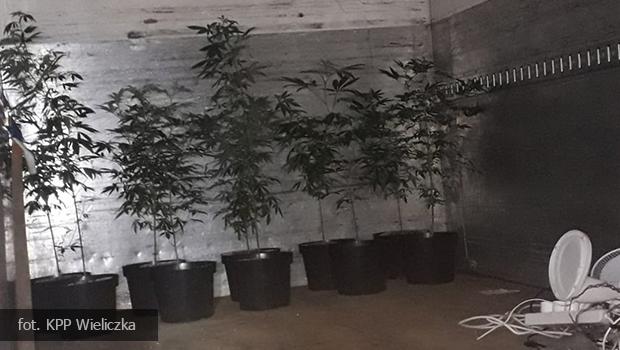 Kokot�w. 36-latek odpowie za upraw� konopi.