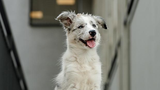 Sucha karma dla szczeniaka jako podstawa codziennego ywienia