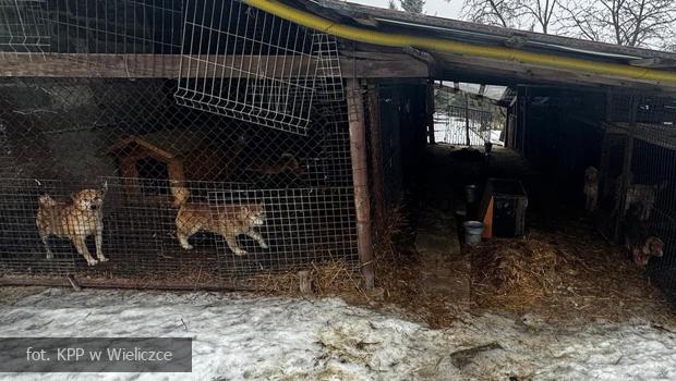 Policja w gminie Wieliczka zabezpieczy�a ponad 30 ps�w