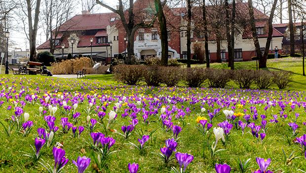 Krokusy zakwit�y przy wielickiej Kopalni