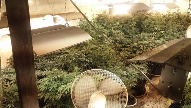 Policjanci zlikwidowali plantację marihuany w gminie Gdów