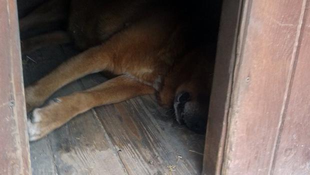 Kokotów. Krakowskie Towarzystwo Opieki nad Zwierzętami otrzymuje zgłoszenie. Inspektorzy znajdują martwego psa.