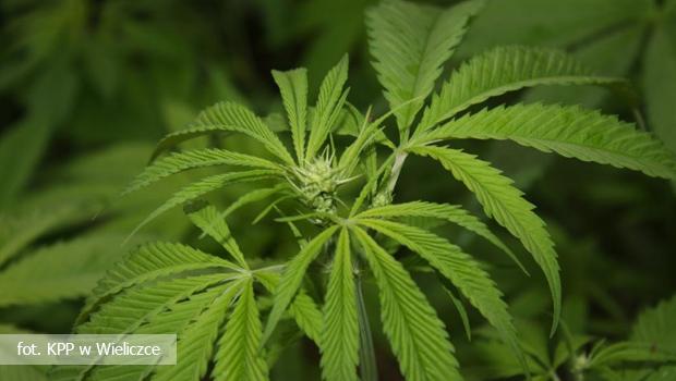 Policja zlikwidowaa kolejn plantacj konopi indyjskich