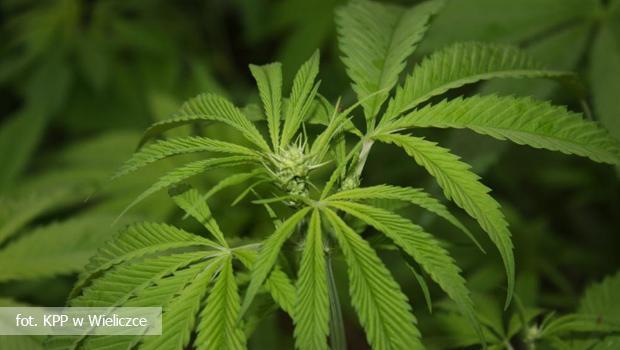 Policja zlikwidowaa kolejn plantacj konopi indyjskich