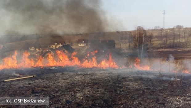 Pożary traw w Bodzanowie. Tym razem zagrożone były domy.