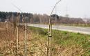 Posadzono setki drzew przy drogach naszego powiatu